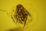 Fossil Fly (Diptera) In Baltic Amber #159789-2